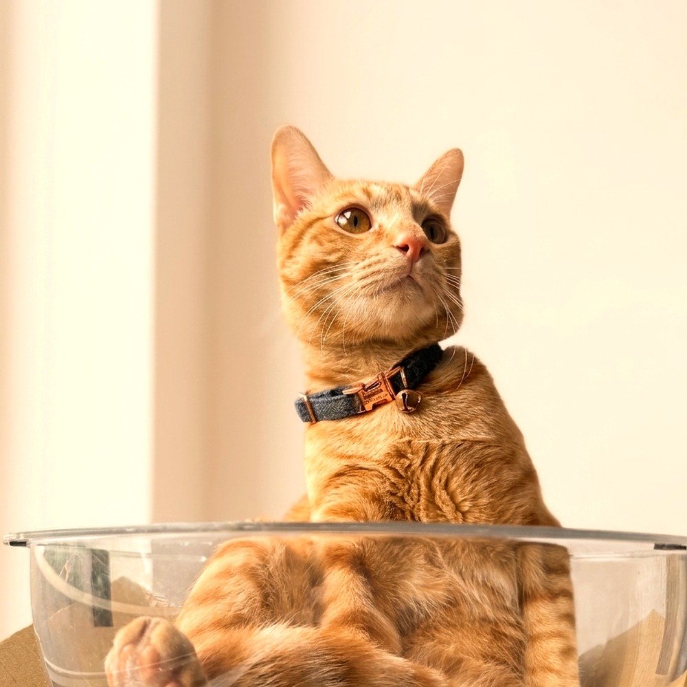 Cookie the cat