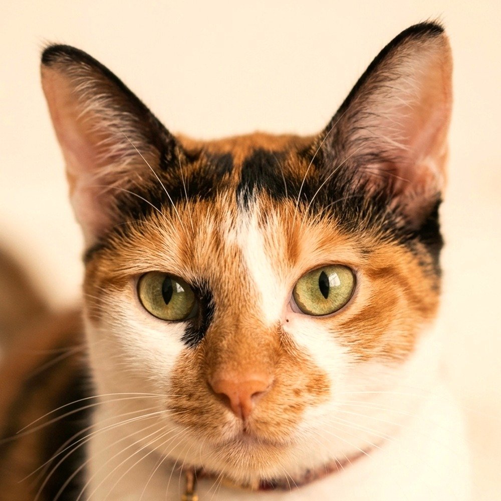 Mimi the cat