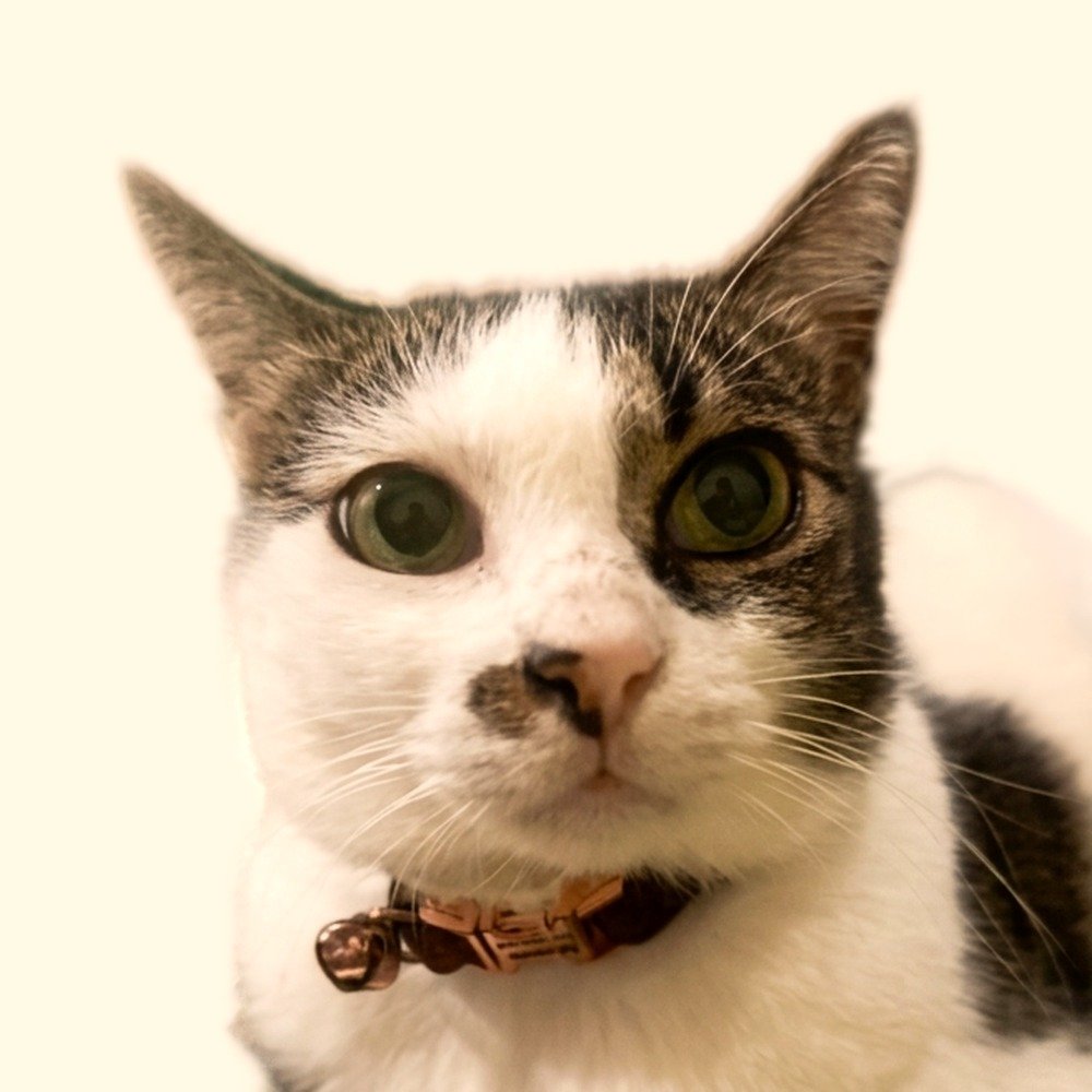 Momo the cat