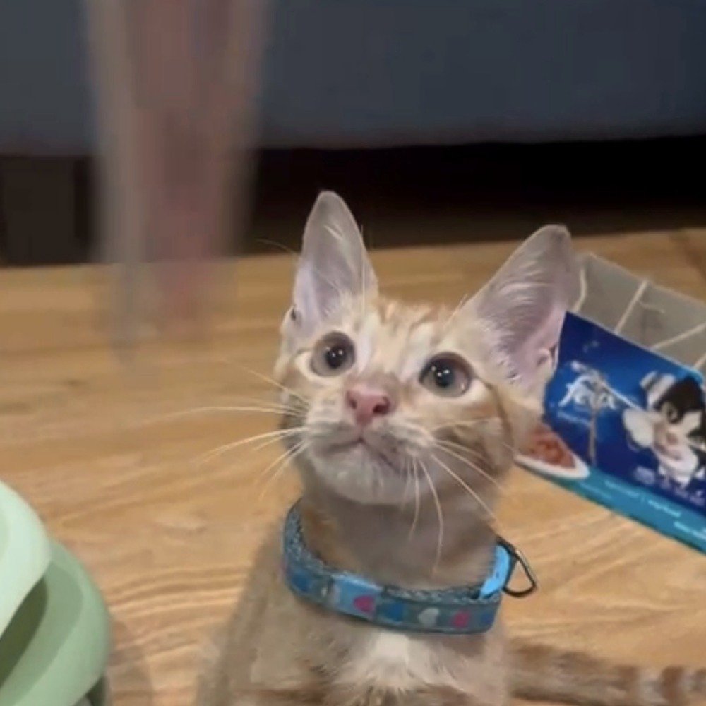 Cookie as a rescued kitten, wearing his first blue collar