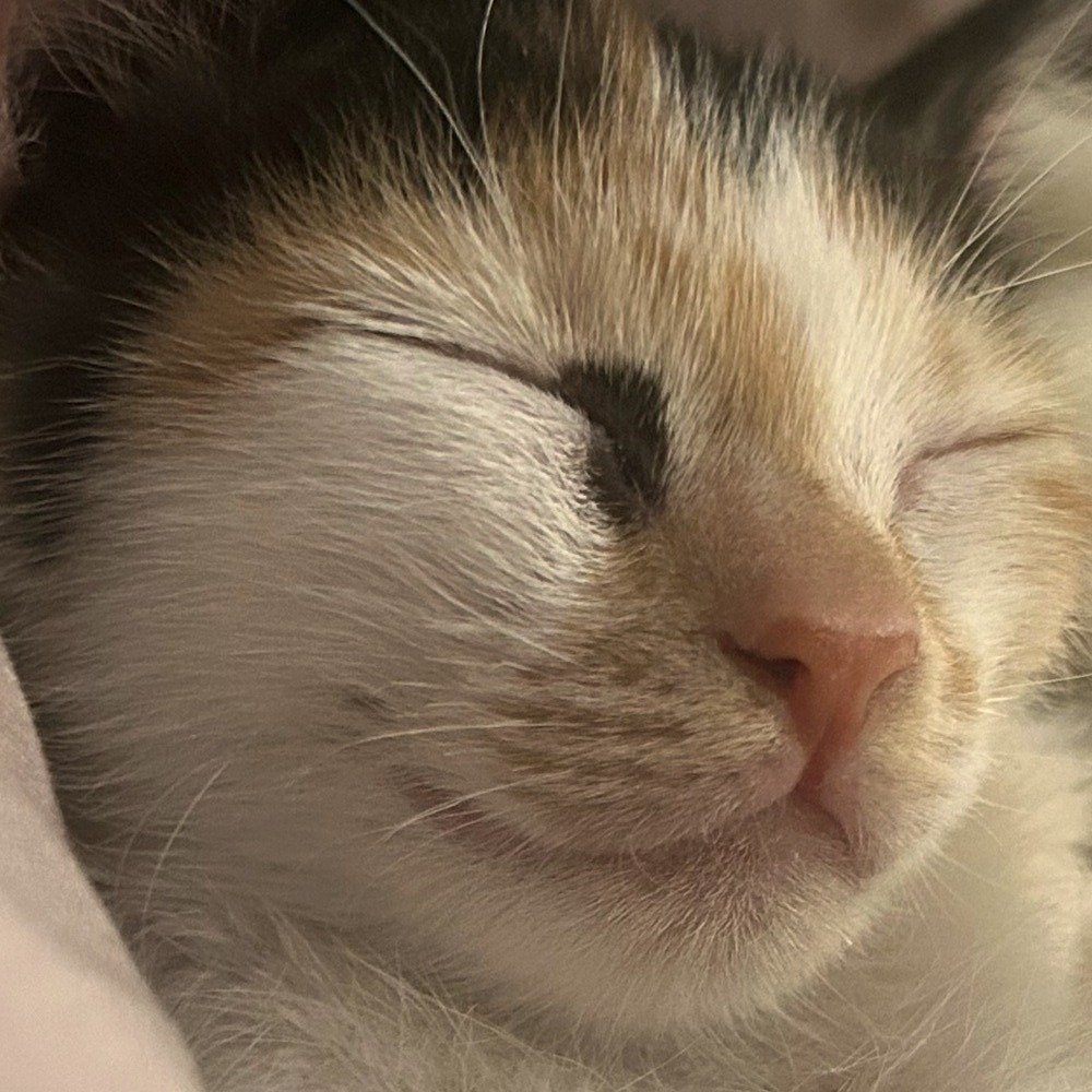 Mimi as a two-week-old kitten, bottle-fed and wrapped up warm