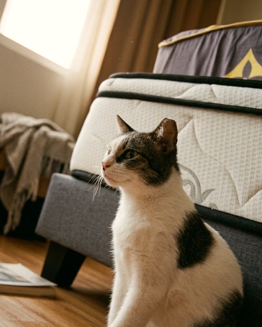 Momo before CATRIX